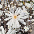 Magnolia stellata 'Royal Star': Bild 5/8