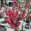 Prunus persica 'Diamond': Bild 6/11