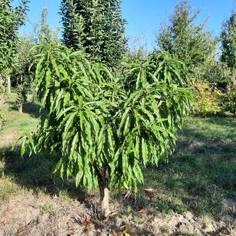 Prunus persica 'Diamond'