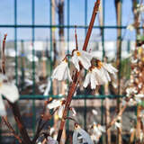 Abeliophyllum distichum - Schneeforsythie