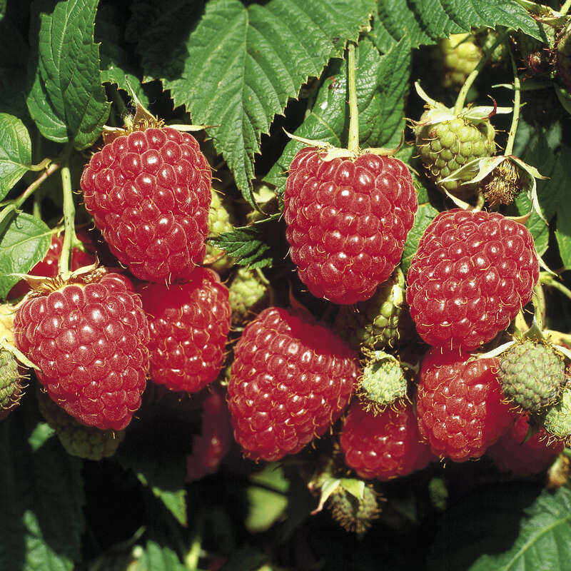 Himbeere - Rubus idaeus \'Himbo-Top\' weiß 