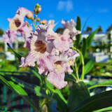 Chitalpa tashkentensis 'Summer Bells' - Sommerglocke