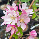 Malus 'Hillieri' - Zierapfel