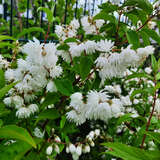 Deutzia magnifica - Deutzia, Maiblumenstrauch