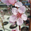 Prunus nucipersica 'Nektarose': Bild 3/4