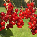 Ribes rubrum 'Herbstzauber' - Rote Ribisel