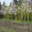 Magnolia kobus: Bild 4/4