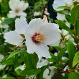 Philadelphus 'Belle Etoile' - Pfeifenstrauch, Falscher Jasmin