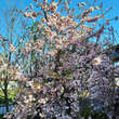 Prunus serrulata 'Kiku-shidare-zakura': Bild 5/5