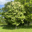 Fraxinus ornus: Bild 5/6