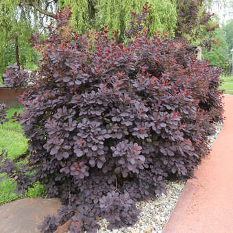 Cotinus coggygria 'Royal Purple'