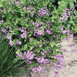 Indigofera heterantha: Bild 2/3