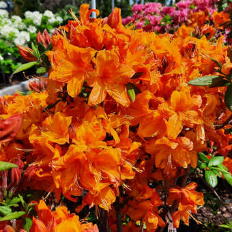 Azalea Großblumig - orange