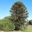 Araucaria araucana: Bild 1/6