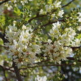 Xanthoceras sorbifolium - Gelbhornstrauch