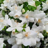 Philadelphus 'Natchez' - Pfeifenstrauch, Falscher Jasmin