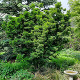 Acer palmatum 'Mikawa-yatsubusa' - Japanischer Ahorn