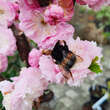 Prunus triloba: Bild 3/4