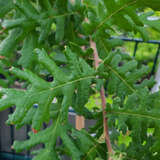 Quercus frainetto - Ungarische Eiche