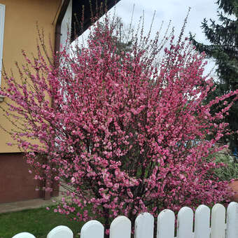 Prunus triloba