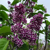 Syringa vulgaris 'Sensation' - Edelflieder - einfachblühend