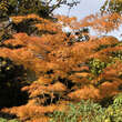 Acer palmatum 'Scolopendrifolium': Bild 10/11