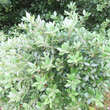 Quercus ilex: Bild 2/11