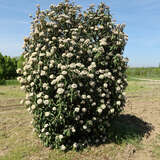 Viburnum rhytidophyllum - Immergrüner Schneeball