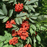 Sambucus racemosa - Traubenholunder