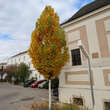 Liriodendron tulipifera 'Fastigiatum': Bild 8/11