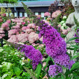 Buddleja davidii 'Peacock' - Sommerflieder