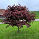 Acer palmatum 'Red Emperor' - Japanischer Fächerahorn