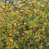 Poncirus trifoliata - Winterharte Zitrone