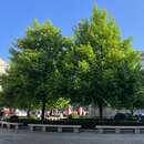 Tilia europaea 'Pallida' - Kaiserlinde
