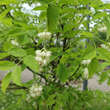 Staphylea pinnata: Bild 5/7