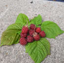 Rubus idaeus 'Zefa III Herbsternte' - Himbeere