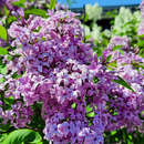 Syringa chinensis 'Saugeana' - Chinesischer Flieder