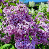 Syringa chinensis 'Saugeana' - Chinesischer Flieder