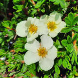 Potentilla fruticosa 'Tilford Cream' - Fünffingerstrauch