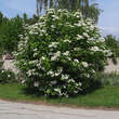 Viburnum opulus: Bild 10/10