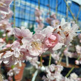 Prunus mume 'Peggy Clarke' - Japanische Aprikose
