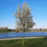 Pyrus calleryana 'Chanticleer' - Zierbirne