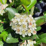 Aronia prunifolia 'Viking' - Apfelbeere