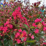 Lagerstroemia 'Petit Red Imperial' - Lagerströmie KÜBELPFLANZE