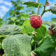 Rubus idaeus 'Autumn Bliss': Bild 2/4