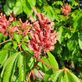 Aesculus pavia 'Atrosanguinea' - Blutrote Pavie