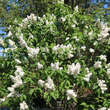 Syringa vulgaris 'Mme. Lemoine': Bild 6/7