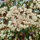 Photinia fraseri 'Red Robin' - Glanzmispel