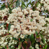 Photinia fraseri 'Red Robin' - Glanzmispel