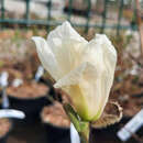 Magnolia kobus 'Isis' - Säulen-Baummagnolie